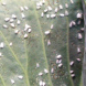 AgroBio® Decis