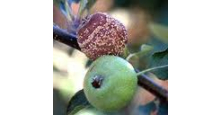 AgroBio® Delan®