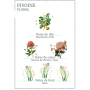 Panier des Sens Zářivá pivoňka čisticí pěna s květinovou vůní 150 ml