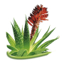 Bione Cosmetics Aloe Vera koňská bylinná mast 300 ml