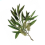 Bione Cosmetics Antakne Salicylový líh s Tea tree a mentolem 255 ml