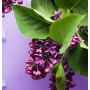 Village Candle Divoký šeřík - Wild Lilac vonná svíčka ve skle 2 knoty 602 g
