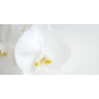 Millefiori Milano Natural Fiori D´Orchidea - Květy orchideje Náplň difuzéru pro vonná stébla 500 ml