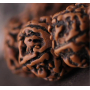 Rudraksha stará Tibetská olejová korálka, ručně leštěná - Nepál 15-17 mm