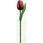 Bohemia Gifts Dřevěný tulipán růžovo-bílý 20 cm