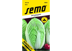 Semo Zelí pekingské Manoko F1 hybrid 40 semen