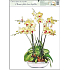 Okenní fólie bez lepidla orchideje žluto-bílá 42 x 30 cm