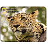 Prime3D magnet - Leopard 9 x 7 cm