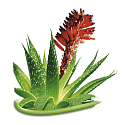 Bione Cosmetics Aloe Vera koňská bylinná mast 300 ml