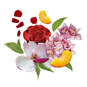 Compagnia Delle Indie 11 Orchid and Cedar Woods parfémovaná voda pro ženy 75 ml