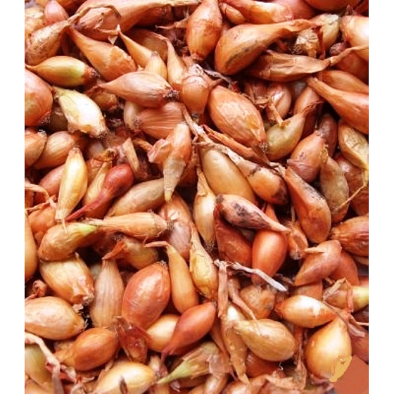 Všetana, sazečka cibule 20 kg