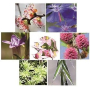 Les Fleurs de Bach Bio Bachovky Sebedůvěra/Confidence květová esence, elixír vhodný pro ty, kteří si nedůvěřují a trpí stydlivostí, opatrností a plachostí 20 ml