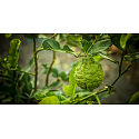 Millefiori Milano Icon Sandalo Bergamotto - Santálové dřevo a Bergamot vůně do auta náhradní náplň do auta, voní až 2 měsíce 13 g