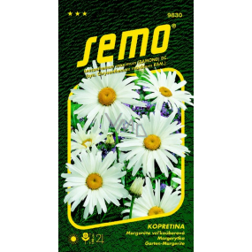 Semo Kopretina bílá Shasta Daisy 0,8 g