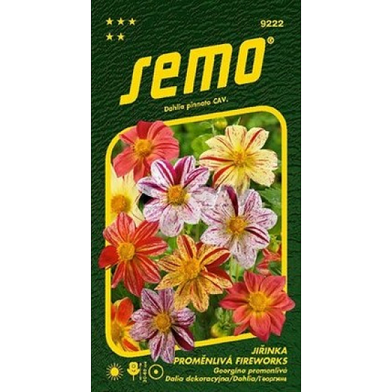 Semo Jiřinka promněnlivá Fireworks 0,3 g