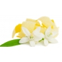 Millefiori Milano Natural Lemon Grass - Citrónová tráva Difuzér 100 ml + 7 stébel v délce 25 cm do menších prostor vydrží 5-6 týdnů