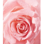 Nivea Rose Touch dvoufázový odličovač očí 100 ml