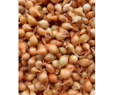 Štutgartská sazečka cibule vážená 250 g