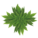 Bione Cosmetics Cannabis rostlinná toaletní vazelína 155 ml