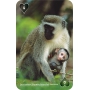 If National Geographic Playing Cards Hrací karty Zvířata NG 52 karet