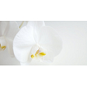 Millefiori Milano Natural Fiori D´Orchidea - Květy orchideje Difuzér 500 ml + 12 stébel v délce 35 cm do velkých prostor vydrží 6-7 měsíců