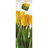 Nekupto Dárková papírová taška na láhev 33 x 10 x 9 cm Tulipány 1331 01 KFLH