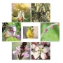 Les Fleurs de Bach Bio Bachovky Stres/Anti-stress květinová esence, elixír vhodný pro ty, kteří žijí pod tlakem, cítí se nervózní, napjatí nebo hyperaktivní 20 ml