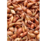 Všetana sazečka cibule vážená 250 g