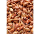 Všetana sazečka cibule vážená 250 g