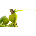 Millefiori Milano Natural Green Fig & Iris - Zelený fík a Kosatec Difuzér 100 ml + 7 stébel v délce 25 cm do menších prostor vydrží 5-6 týdnů