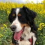 Arpalit Dog elektronický repelent pro psy, odpuzuje klíšťata, blechy a jiné parazity