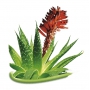 Bione Cosmetics Aloe Vera dvoufázový zklidňující oční a pleťový odličovač pro všechny typy pokožky 255 ml