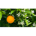 Millefiori Milano Natural Legni e Fiori d’Arancio - Dřevo a Pomerančové květy Bytový sprej pohlcovač pachů 150 ml