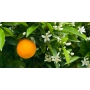 Millefiori Milano Natural Legni e Fiori d’Arancio - Dřevo a Pomerančové květy Bytový sprej pohlcovač pachů 150 ml