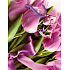 Nekupto Dárková papírová taška 23 x 18 x 10 cm Tulipány s mašlí 1 kus 818 30 BM