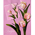 Nekupto Dárková papírová taška 14 x 11 x 6,5 cm Tulipány růžový podklad 1 kus 597 30 BS