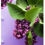 Village Candle Divoký šeřík - Wild Lilac vonná svíčka ve skle 2 knoty 262 g