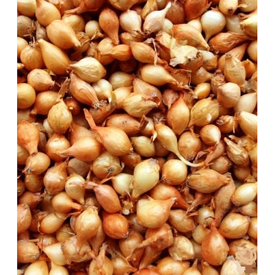 Štutgartská, sazečka cibule 25 kg