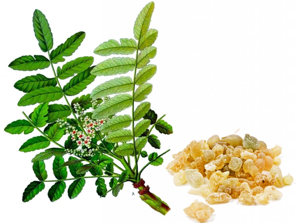 Kadidlovník pilovitý (Boswellia serrata) - VMD drogerie a parfumerie